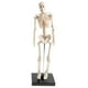 thumbnail image 2 of Modelo de de Cuerpo pa en , 42 CM , Extraíble Y Desmontable, Juguete Educativo pa con Ayudas pa El Es Hugo Estatua del esqueleto del cuerpo humano, 2 of 8