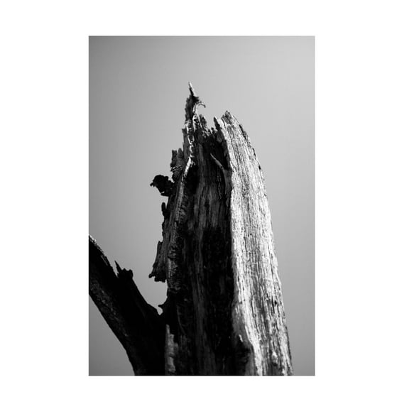 Trademark Fine Art Lewis Perry Wetlands 1 Canvas Wall Art