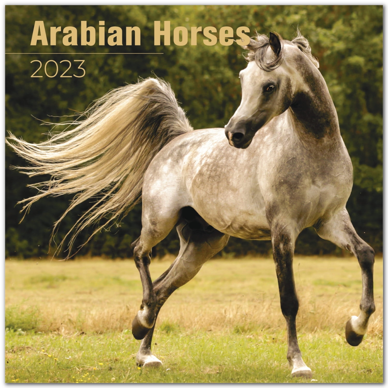 2022 2023 Arabian Horses Calendar Equestrian Monthly Wall Calendar