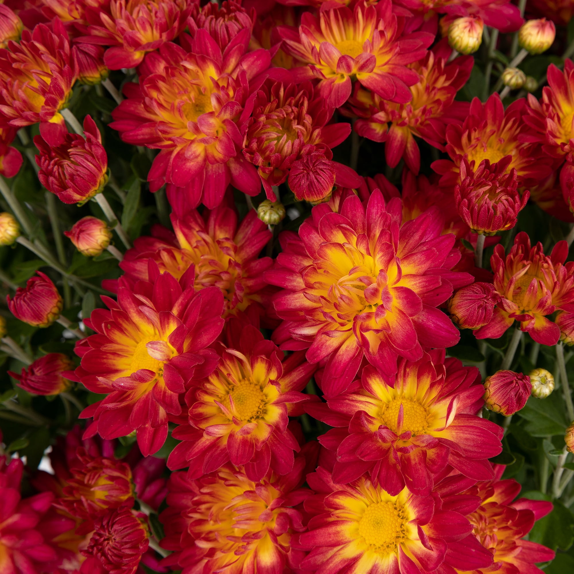 Better Homes & Gardens Sunset Yellow Bicolor Mums Live Plant Garden in 12 in Fall Basket