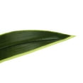 thumbnail image 5 of Monarch Artificial Plant, 47 Tall, Dracaena Tree, Indoor, Faux, Fake, Floor, Greenery, 5 of 6