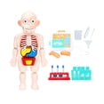 thumbnail image 2 of Rompecabezas de aprendizaje,Juguete de anatomía del cuerpo humano DIY educativo ensamblado,Juguete de aprendizaje temprano Cognición sensorial Ayudas para la enseñanza,Juguetes de desarrollo CUTICAT Rompecabezas de aprendizaje, 2 of 6