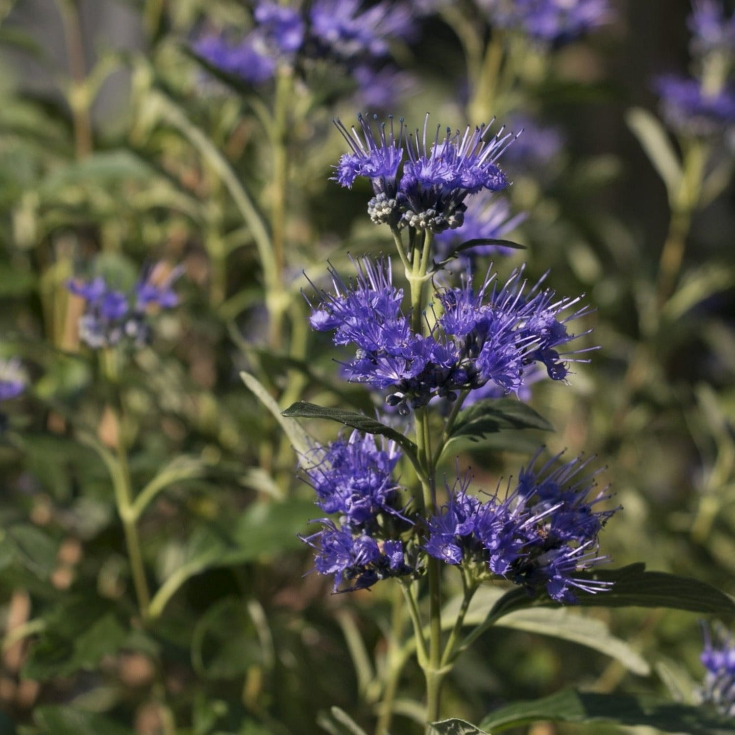 Proven Winners ColorChoice 6" Blue Beyond Midnight Bluebeard Live Plant in 7.5" Pot