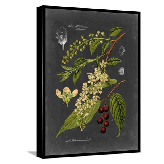 Art.com Midnight Botanical II Stretched Canvas Print Wall Art by Vision Studio, 12" x 16"