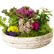 Proflora Preserved Green Moss Mix Collection, 150 CU in - Floral Arranging Supplies