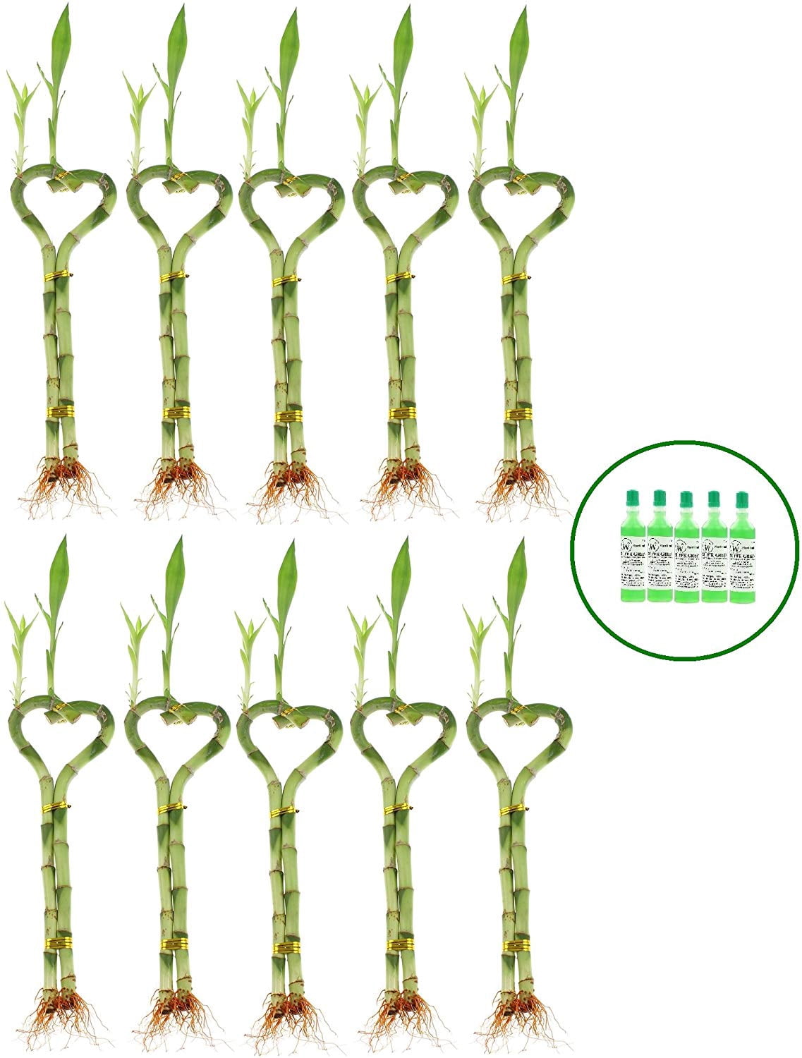Set of 10 Live Lucky Bamboo Heart Plants with 5 Bottle of Lucky Bamboo Fertilizer