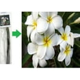 thumbnail image 5 of Live Plumeria Plant Cuttings, 10 Inches Long, White, Yellow and Pink Tropical Garden (3 Count), 5 of 10