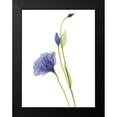 thumbnail image 2 of Koetsier, Albert 15x18 Black Modern Framed Museum Art Print Titled - Rowdy Gentian B07, 2 of 5