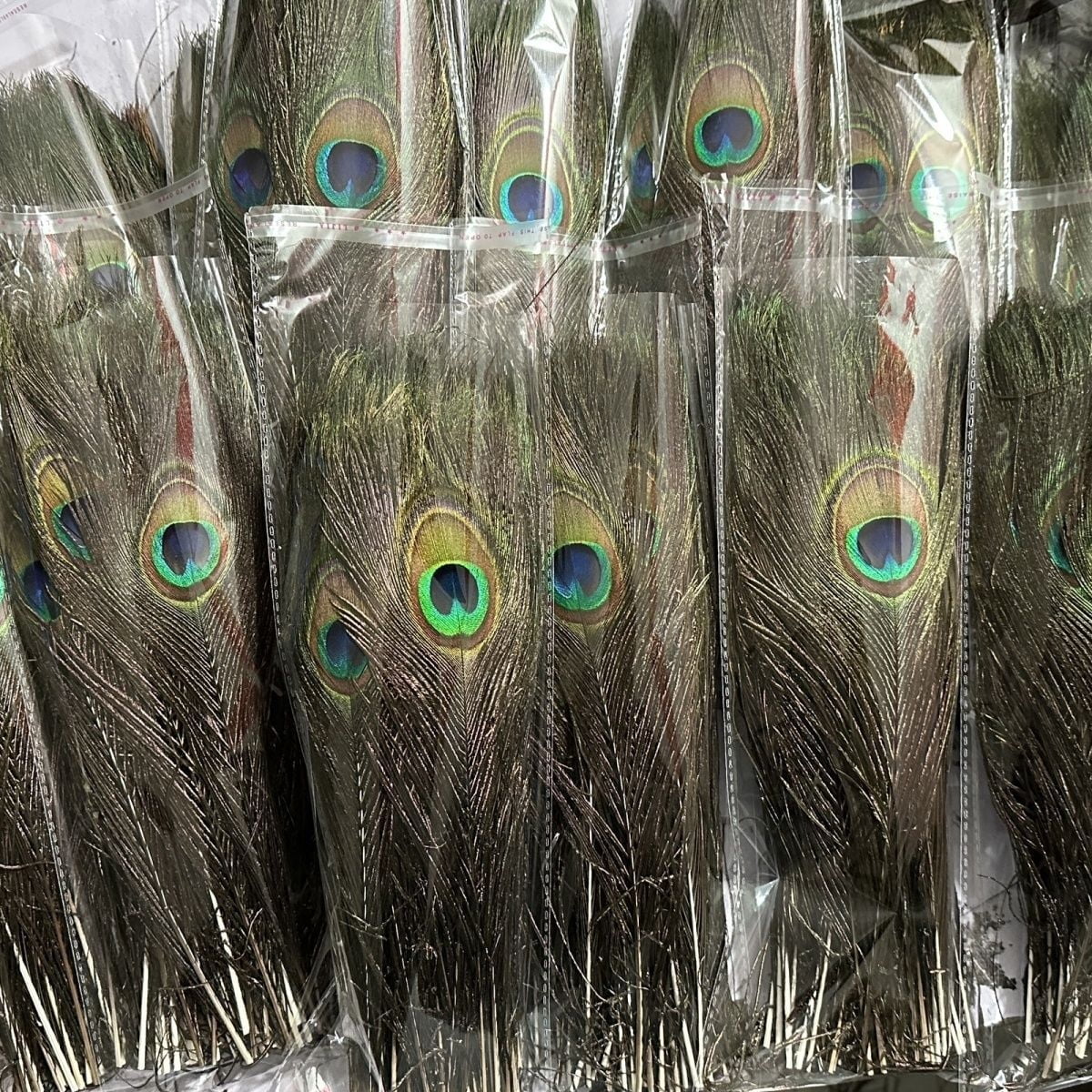 Natural Peacock Feathers Bulk Pack 50 Pieces, 10–12 Inch (25–30 cm), for DIY Crafts, Home, Wedding and Event Decoration