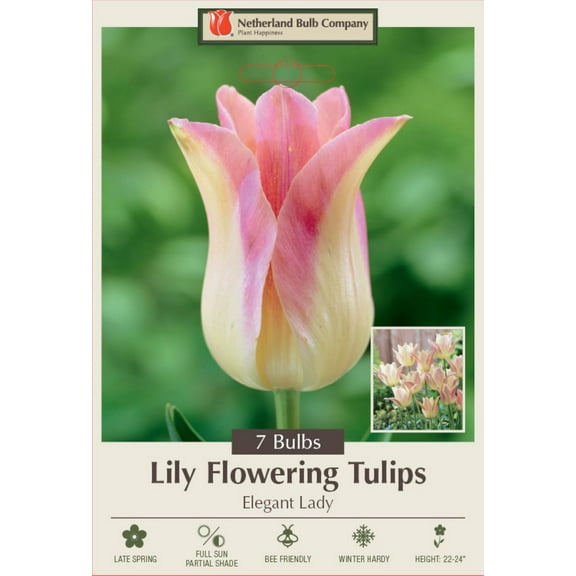 Elegant Lady Lily Flowering Tulip 7 Bulbs - 12/ cm Bulbs