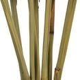 thumbnail image 4 of Vickerman 18-24" Basil Platy Cone attached to a Reed Stem.  Includes 20 Stems per Pack, Dried, 4 of 5