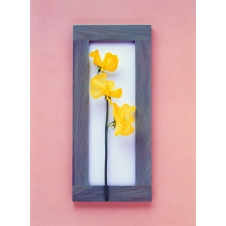 Four Light Center Stem Rectangular purple frame with yellow flowers on green stems in center on pink background Canvas Art - Panoramic Images (27 x 36) ()