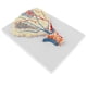 thumbnail image 5 of Modelo De Alvéolos Pulmonares Agrandados, Sistema Respiratorio Modelo Herramientas De Enseñanza Escolar perfke Estatua de alvéolos pulmonares humanos, 5 of 8