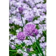 thumbnail image 2 of Engelbrecht, Lisa S. 11x14 White Modern Wood Framed Museum Art Print Titled - Creeping Phlox and chives, 2 of 4