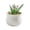 Pink, variant on AOOOWER Miniature Glass Succulents Potted Plant Figurine For Coffee Table Or Desk Decors