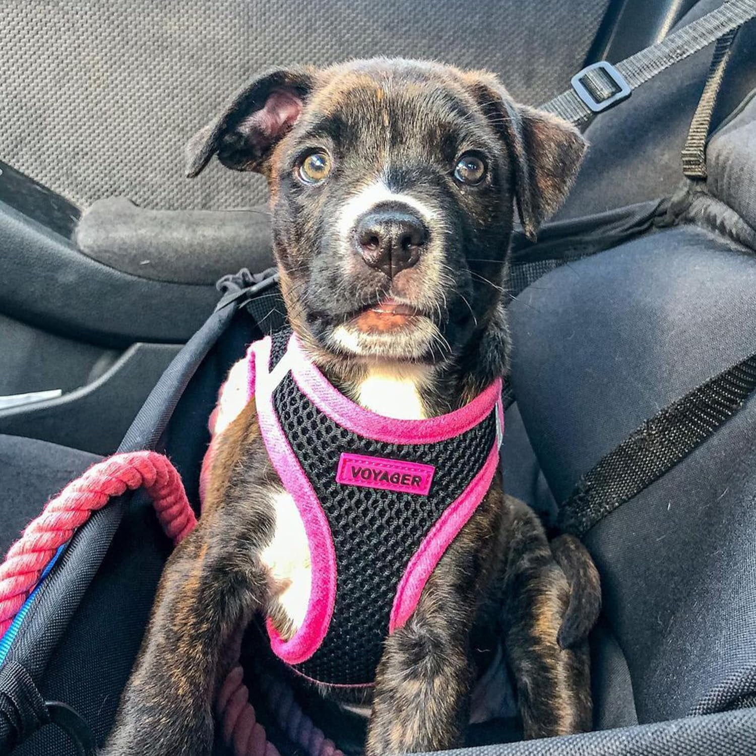 Voyager Step-in Air All Weather Mesh Harness and Reflective Dog 5 ft Leash Combo with Neoprene Handle, for Small, Medium and Large Breed Puppies - Black/Pink Trim, Small