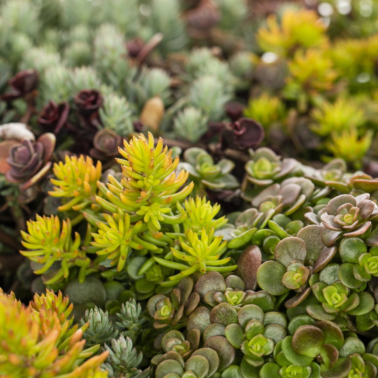 Better Homes & Gardens 3QT Multicolor Sedum Live Perennial Plant Decorative Pot Sun