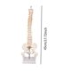 thumbnail image 4 of Spine Model Teaching Aids Learning 17.7inch for School Biological Laboratory, 4 of 5