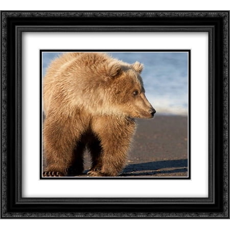 Grizzly Bear yearling, Katmai National Park, Alaska 2x Matted 22x20 Black Ornate Framed Art Print by Breiter, Matthias