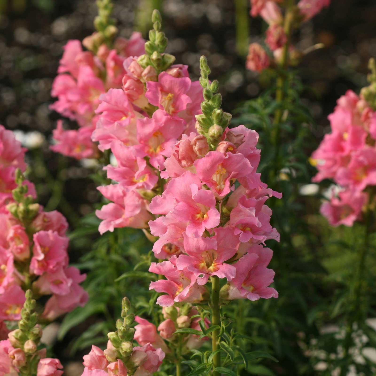 Snapdragon Flower Seeds Series F1 1000 Seeds Pink Blooms