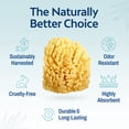 thumbnail image 5 of HartFelt Adult Sea Sponge Beauty Box, Gentle Exfoliation, 2 Yellow 4in Sponges with Mesh Bag, 5 of 11