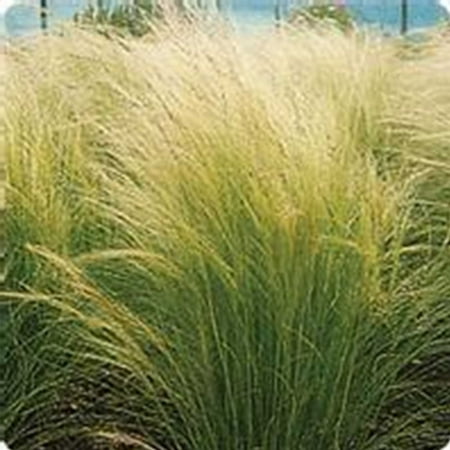 Pony Tails Stipa Grass Seeds - 100 Seeds - Decorative & Ornamental Grass