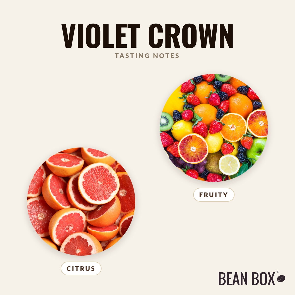 Violet Crown - Roasted by Little City Coffee Roasters - Whole Bean Coffee - 5lb Bag