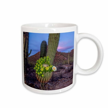 3dRose USA, Arizona, Tucson, Saguaro National Park, blooming saguaro. - Ceramic Mug, (Best National Parks In Arizona)