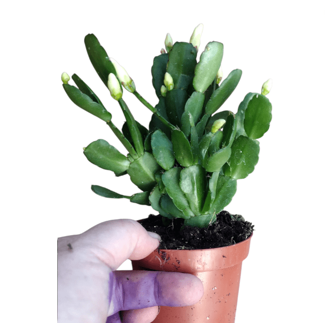 White Easter Cactus Plant Live for Planting, Easter Cactus Plant, White Spring Cactus Plant Perennial Flower Easter Cactus for Indoor Garden, 4 to 6 Inch Tall, No Pot