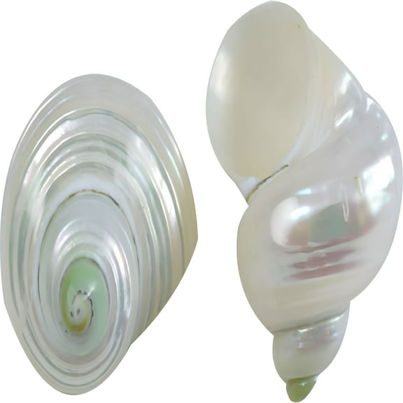 ACDANC 10 Turbo Mini Pearled Seashells 1.25-2" (Set of 10)