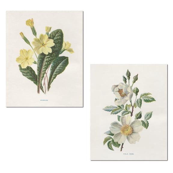 Country Rustic Off-White and Green Botanical Primrose Floral Adult Decor; 2 -11" x 14" Unframed Prints