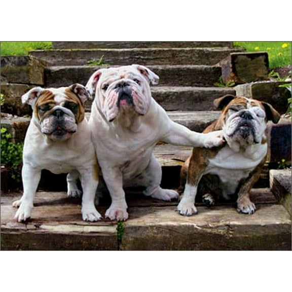 Avanti Press Bulldog Pushing Bulldog Funny / Humorous Dog Birthday Card from Group