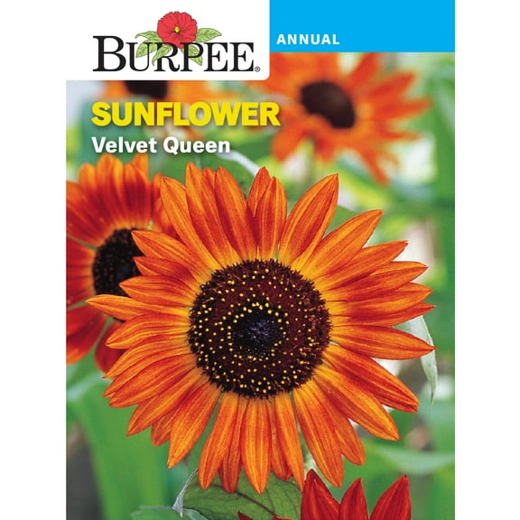 Burpee Sunflower, Velvet Queen Annual Sunflower
