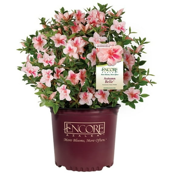 Encore Azalea Autumn Belle (1 Gallon) Pink Flowering Shrub - Full Sun Live Outdoor Plant