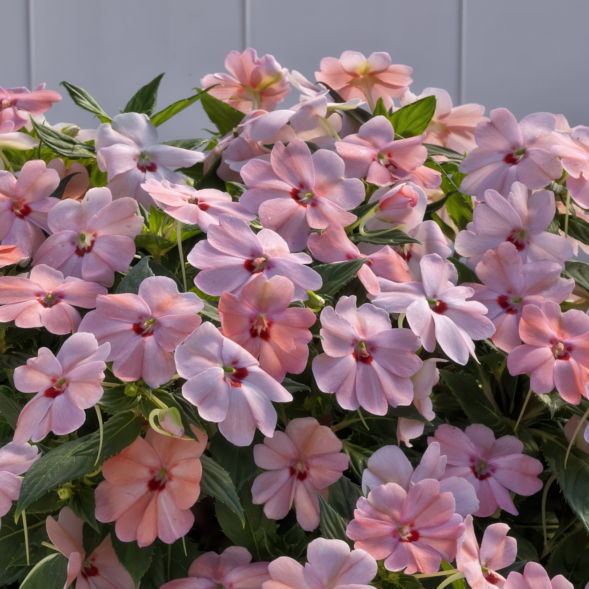 2.5 in. Sunpatiens Vigorous Pink Kiss Live Annual Plant with Pink Flowers (6-Pack)