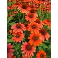 thumbnail image 2 of Sombrero® Flamenco Orange Coneflower - Echinacea - Live Plant - Gallon Pot, 2 of 2