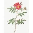 thumbnail image 2 of Redoute, Pierre Joseph 12x14 Black Ornate Wood Framed with Double Matting Museum Art Print Titled - Red Leaved Rose, Rose Tree with Red Stems and Spines, Rosa redutea glauca, 2 of 4