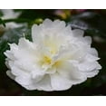 thumbnail image 3 of Camellia Sasanqua Mine-No-Yuki I 1 Extra Large 3 Gallon Plant I White Flowering Snow-White Blooms, Live Plant for Gardens & Landscapes, Winter Blooming Elegance for Year-Round Greenery, 3 of 7