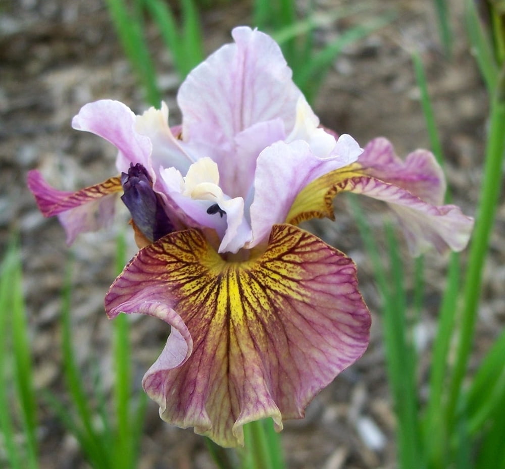 Painted Woman Siberian Iris - Unusual Color - 4" pot - Walmart.com