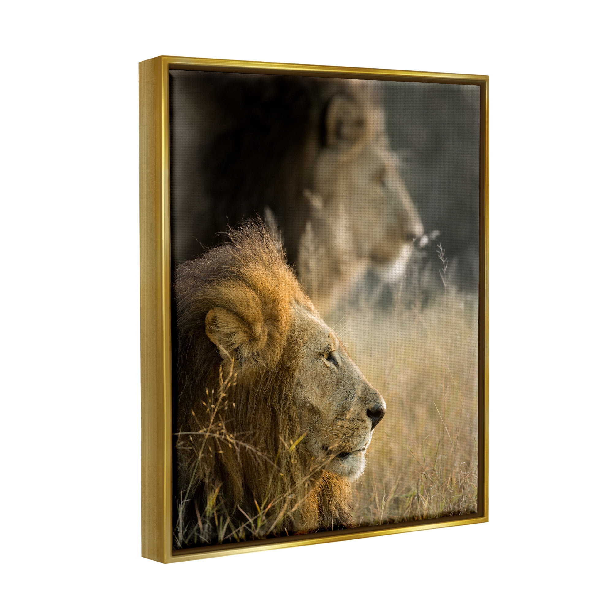 Stupell Industries Lions Lounging Savanna Photography Animals & Insects Photography Gold Floater Framed Art Print Wall Art