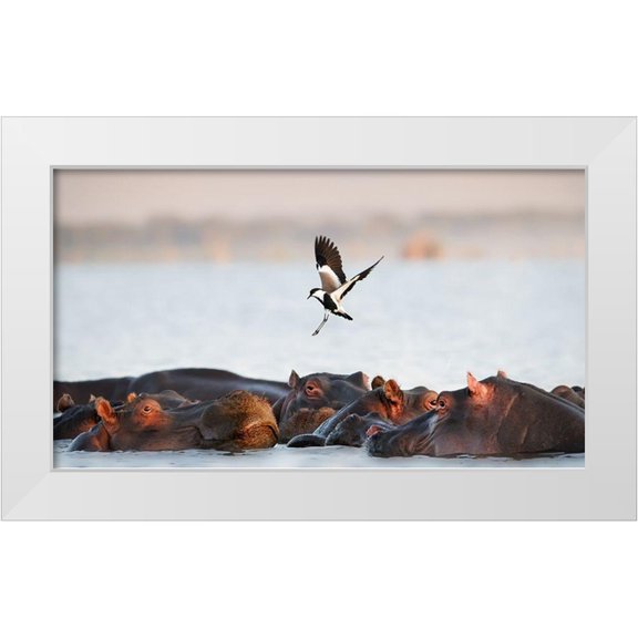 Chang, Phillip 14x10 White Modern Wood Framed Museum Art Print Titled - The Hippo