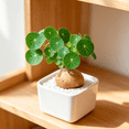 thumbnail image 2 of Stephania Erecta, Tropical Caudex Houseplant‑Effortless Raise‑Minimal Upkeep‑Ideal for Tabletop, Plant Pots & Planters, 2 of 7