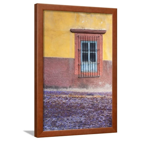 Jacaranda Blossoms (Mexico, San Miguel de Allende. Jacaranda blossoms carpet the cobblestones Framed Print Wall Art By Brenda)