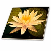 3dRose Yellow Lotus Flower - Ceramic Tile, 12-inch