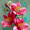 Lily, variant on Elegant Pink Lily Flowers Canvas Print, Modern Floral Painting, Home Room Wall Art