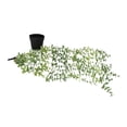 thumbnail image 2 of Bgsha Artificial Green Hanging Vine Potted Plant In/outdoor Shelf Decor With Pot, 2 of 9