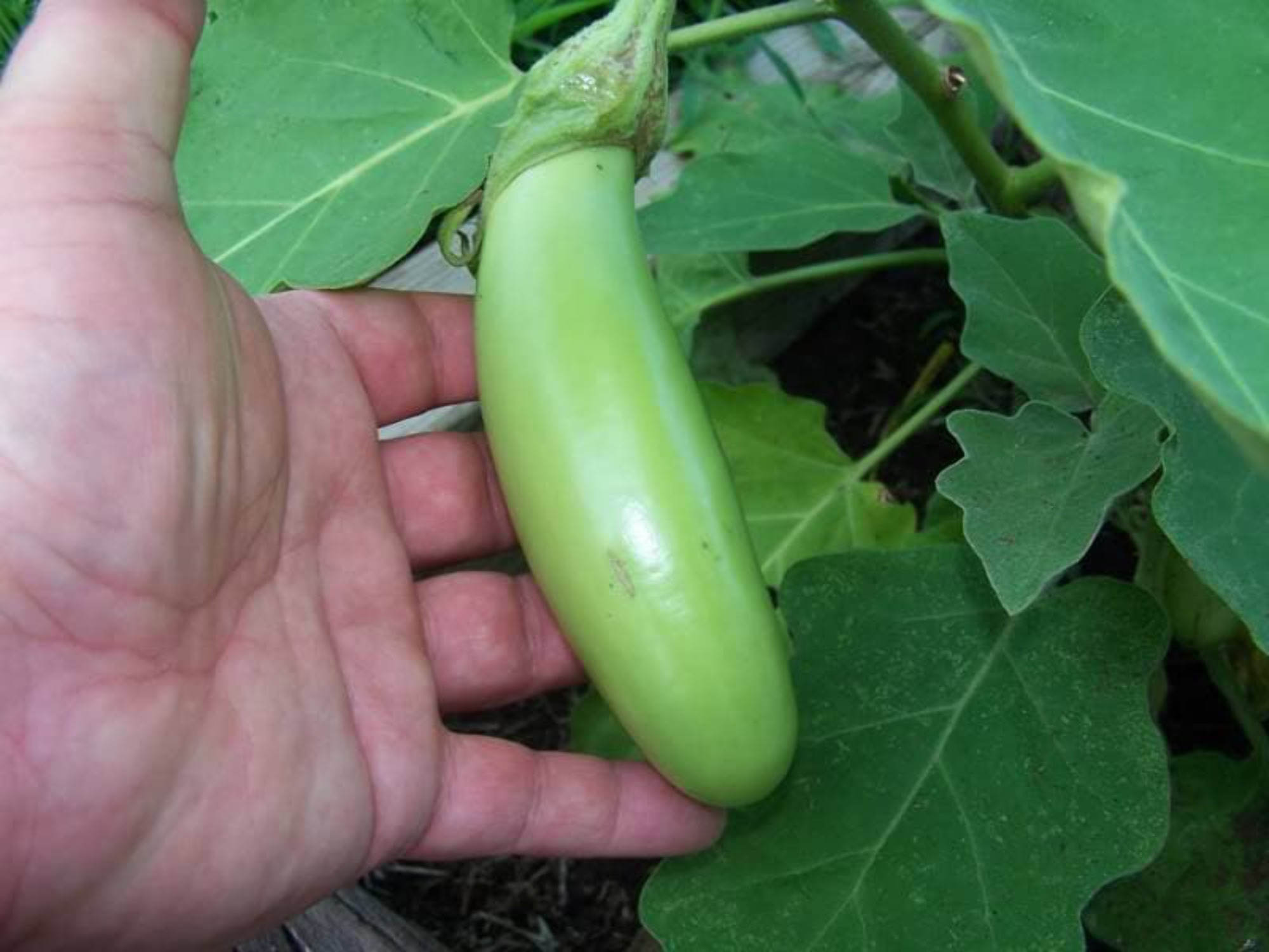 Berenjena - - 110 semillas - Solanum melongena – Garden Seeds Market