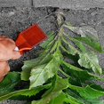 thumbnail image 4 of Weeding Tool For Gardening And Yard Work, Weed Cutter, Garden Accessory2pcs, 4 of 5