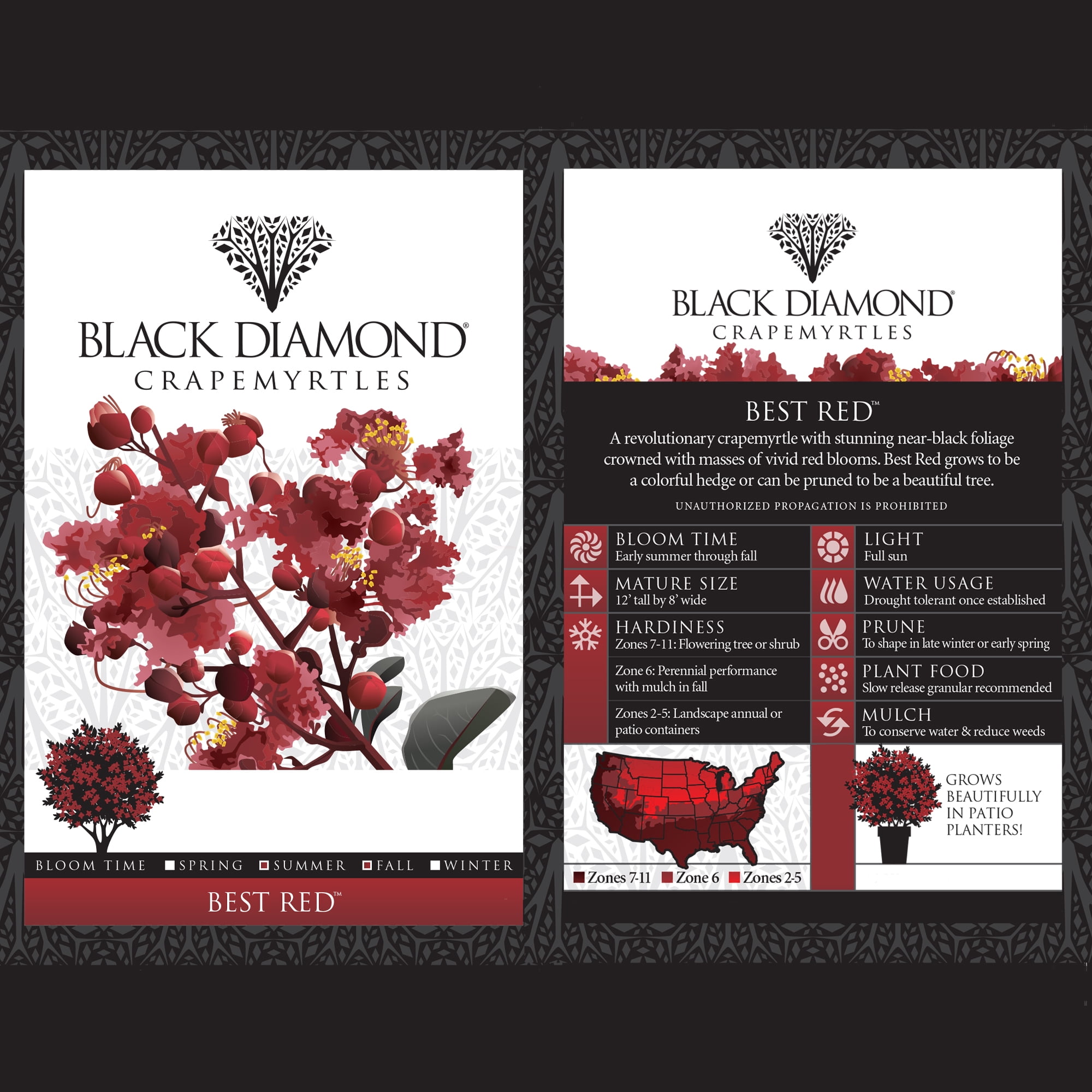 Black Diamond Blooms Best Red Crape Myrtle Live Shrub in 2.25-Gallon Grower Pot