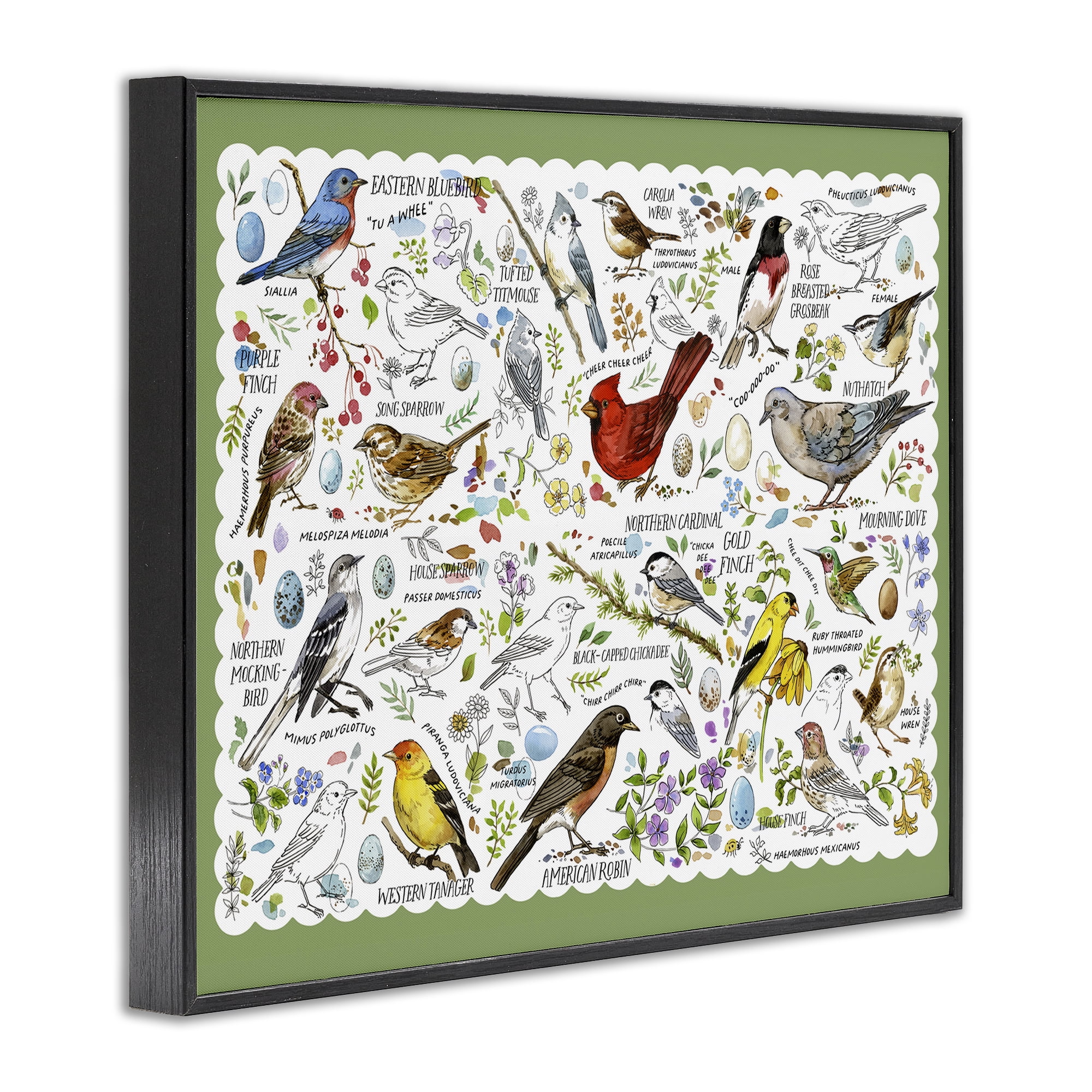 Stupell Industries Various Bird Species Animals & Insects Painting Black Framed Art Print Wall Art, 20 x 16
